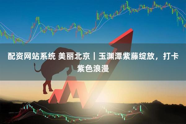 配资网站系统 美丽北京｜玉渊潭紫藤绽放，打卡紫色浪漫